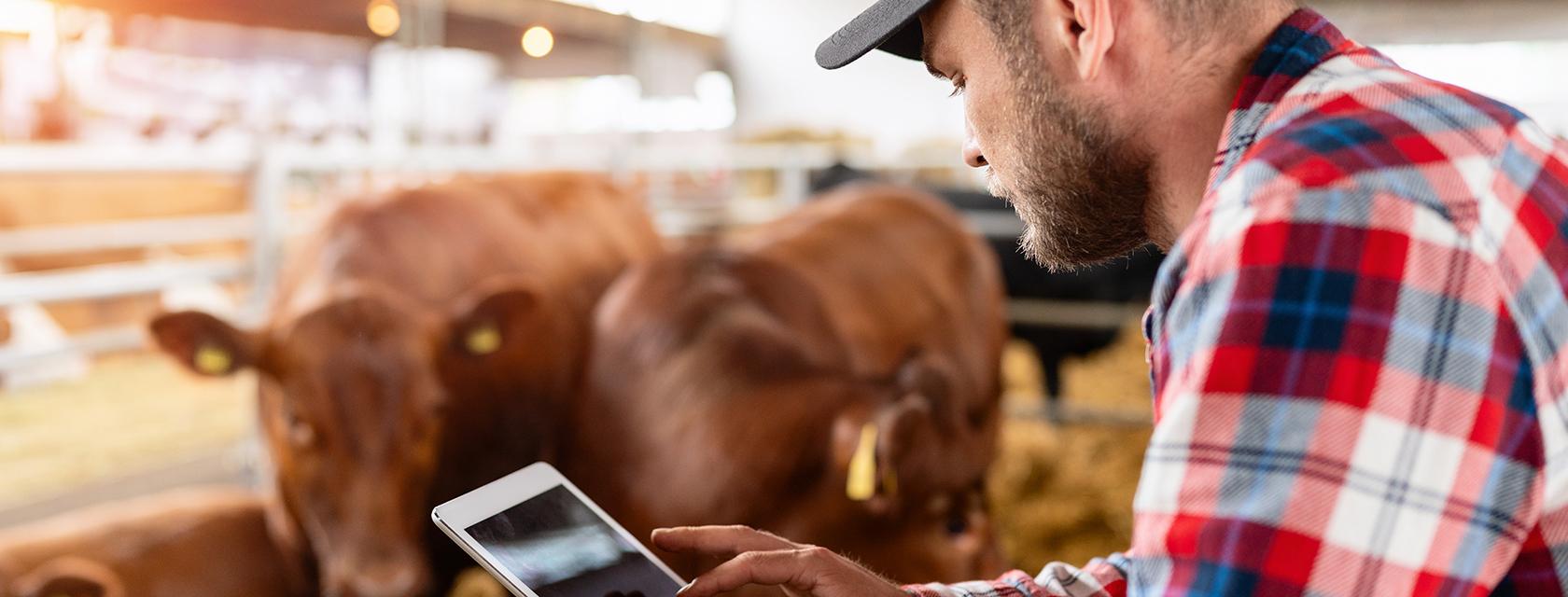 Young man in barn with tablet and cattle.