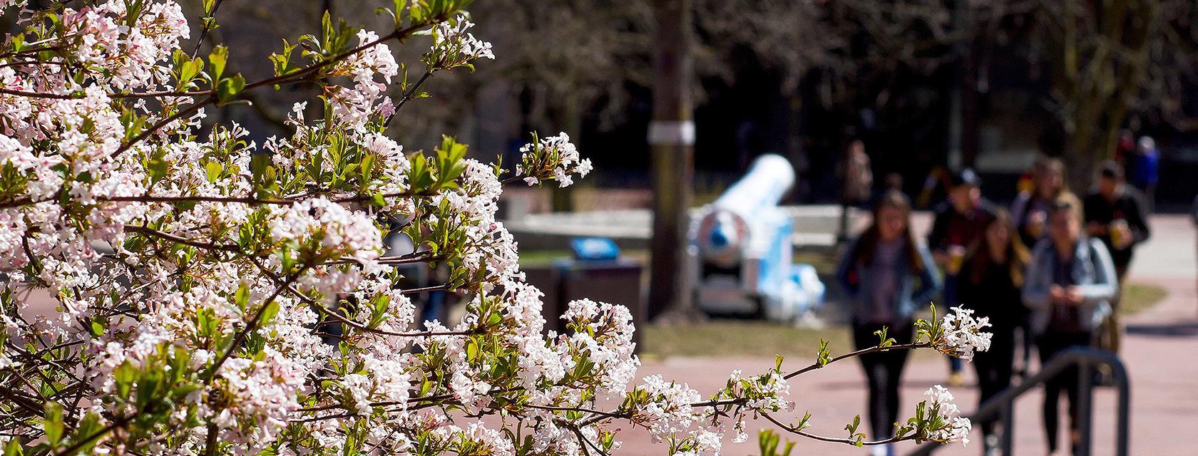 Cherry blossoms and students in the distance.