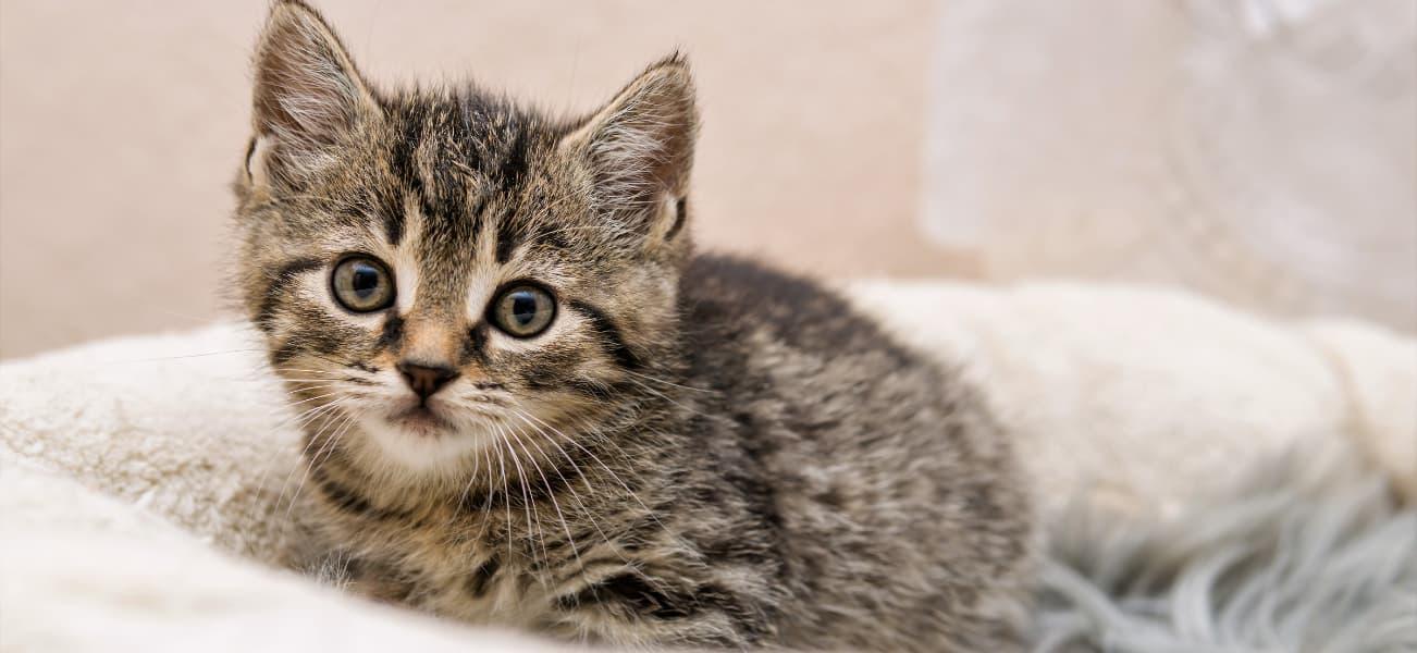 A small brown tabby kitten sitting in a white fuzzy bed