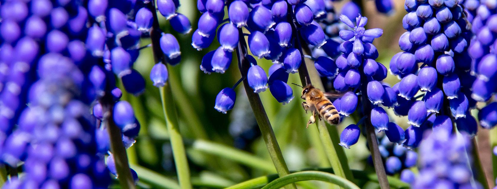 Closeup of a bee feeding on purple flowers.