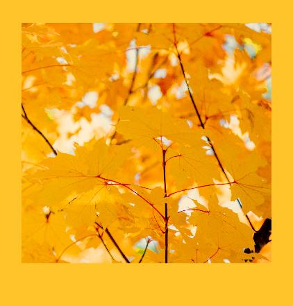 Golden fall leaves surrounded by Gryphon Gold.