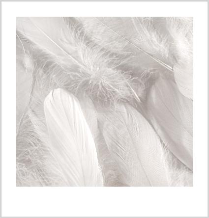 A collection of white feathers surrounded by Wellington White.