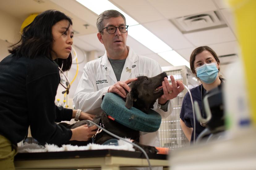 A veterinarian wearing a white lab coat providing medical care to a black dog while two students look on