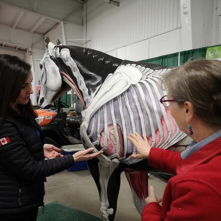 Gayle Ecker and colleague looking at a full-size horse skeleton.