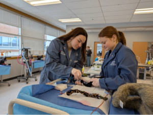 DVM students in OVC's Clinical Skills Lab