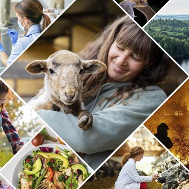 Collage of images representing one health.
