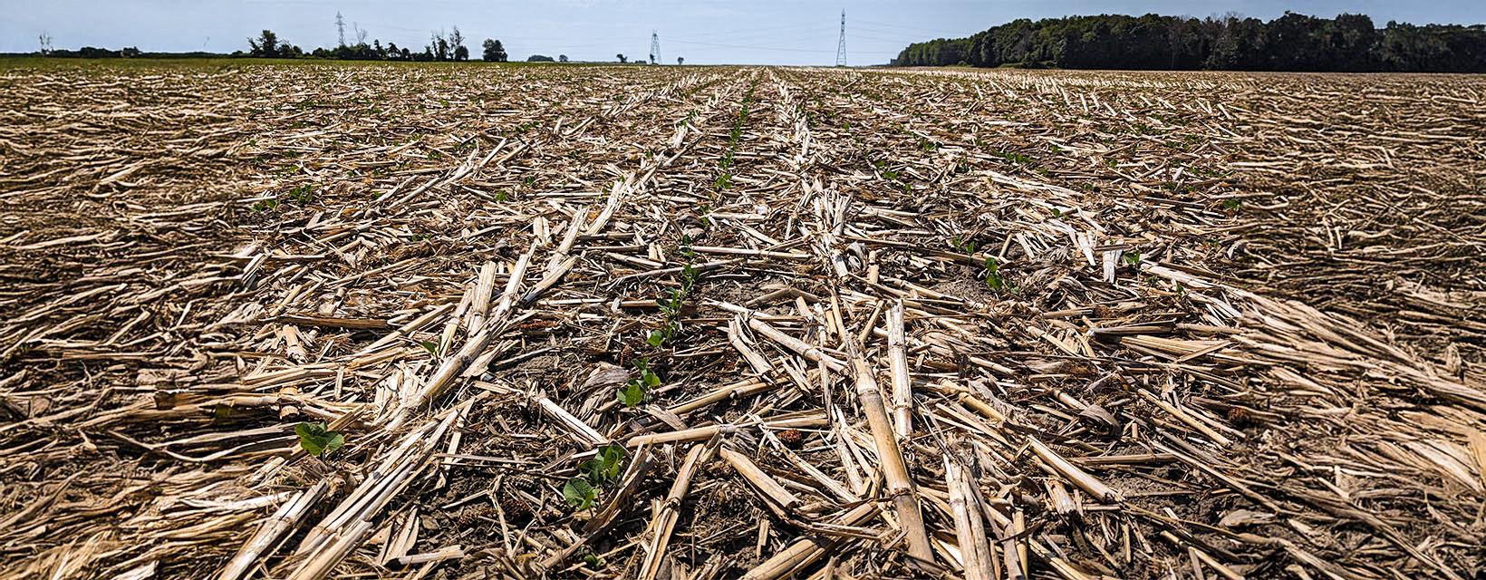 Panoramic view of a harvested corn field with stubble remaining, flanked by power lines and a forest under a clear sky.
