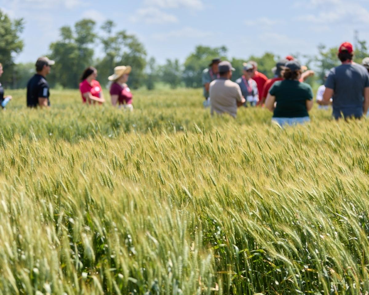 Group of people touring a wheat field on a sunny day.