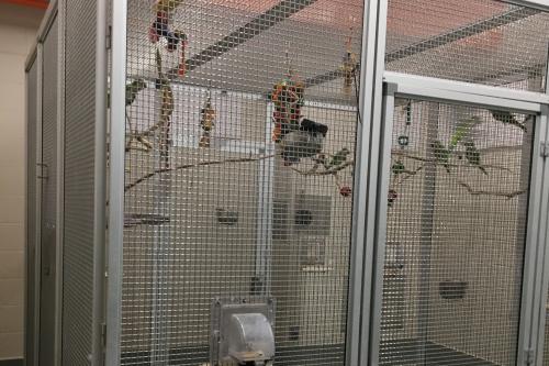 A metal aviary holding several birds and sticks