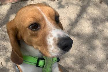 A beagle standing and looking towards the camera wearing a green harness