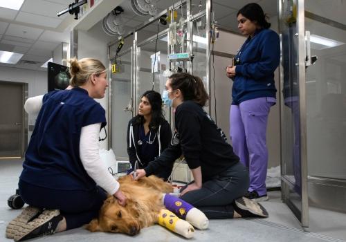 A veterinary team providing medical care for a tan-coloured dog