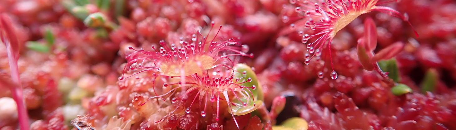 Close-up photo of insectivorous sundews (Drosera rotundifolia) in the Bonanza Creek Experimental Forest outside Fairbanks, Alaska