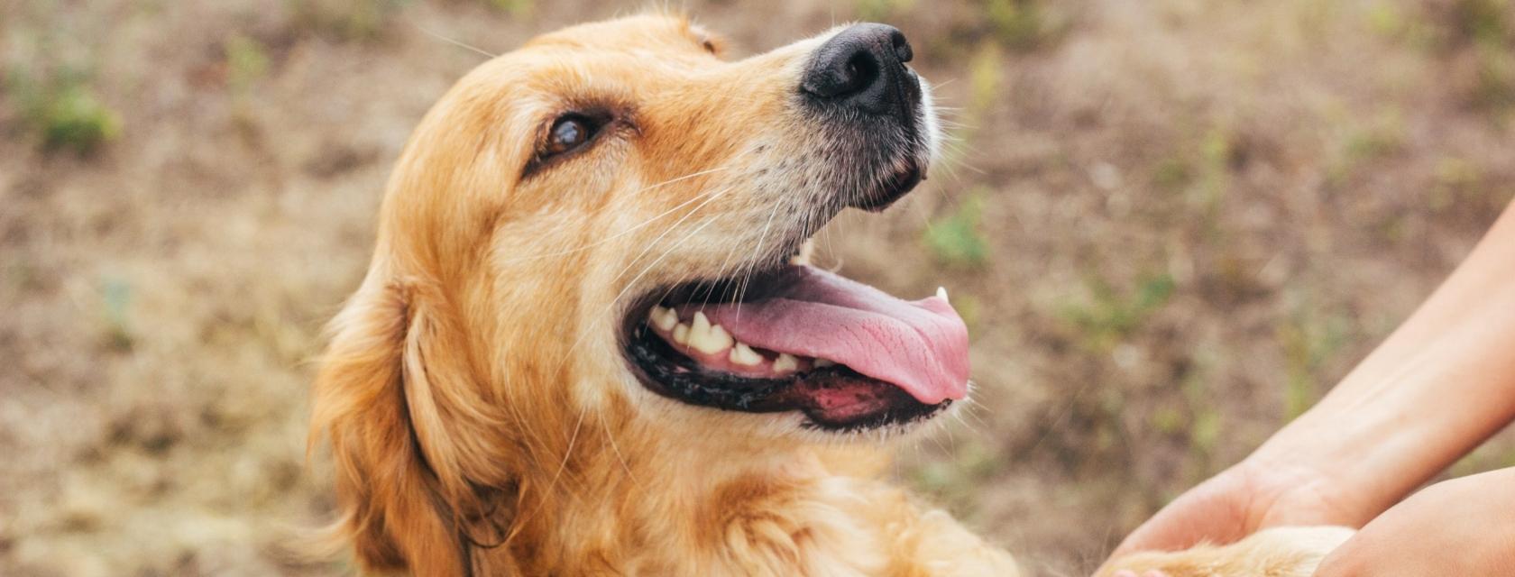 dog's face and human hands