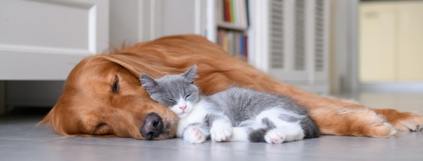 cat and dog lying down