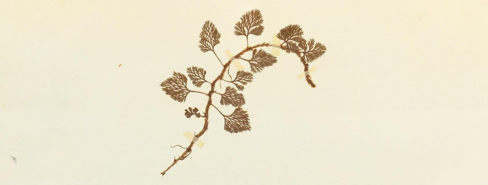 Digitized plant specimen