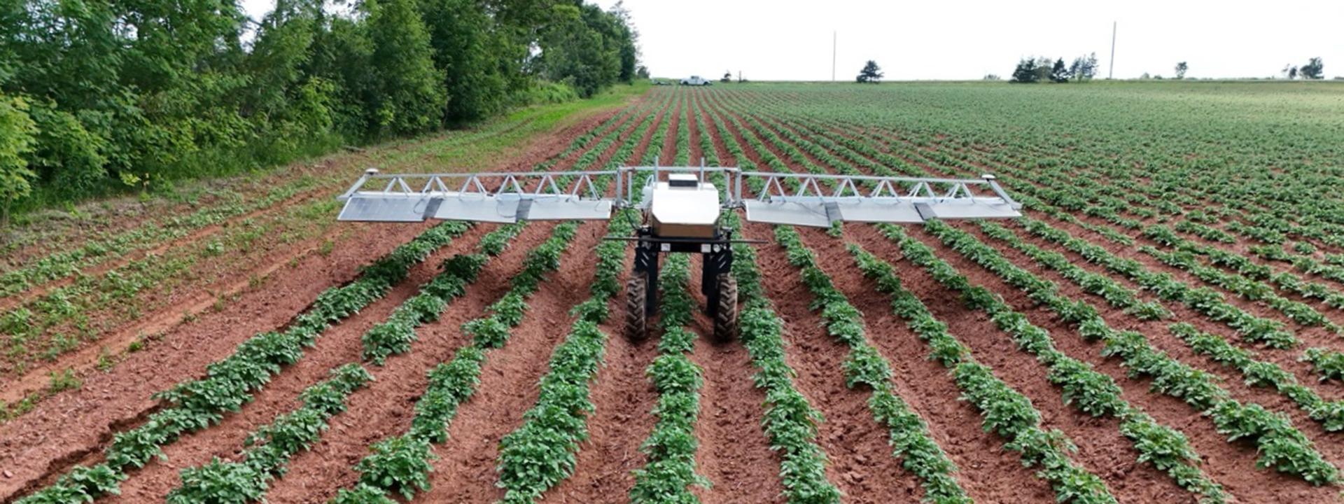 Robot planting seeds in a field