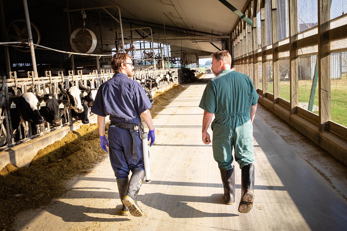 Two men walking beside cows in a factory farm