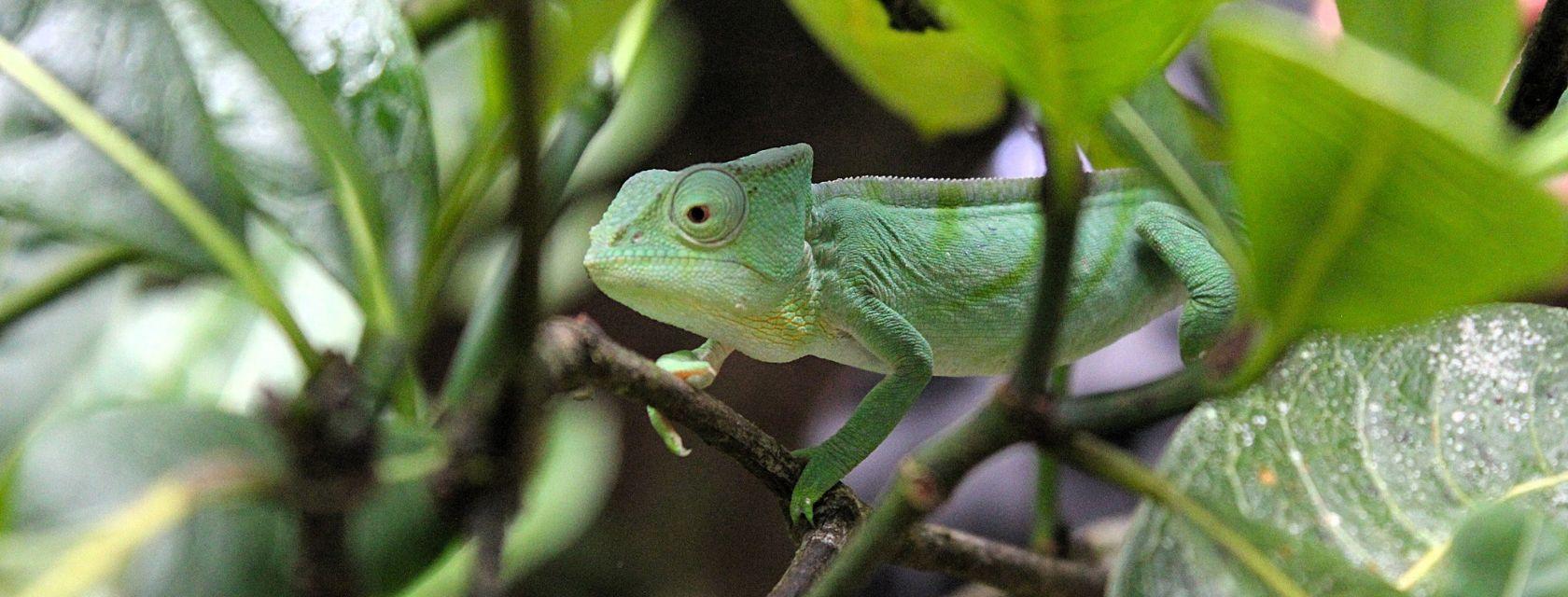 gecko