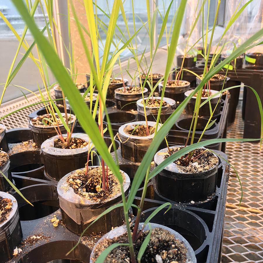 Grass being grown in pots