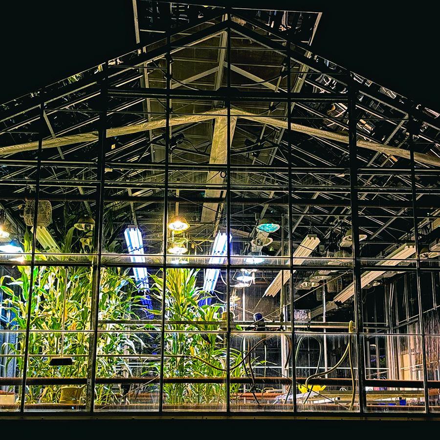 Greenhouse with vegetation inside