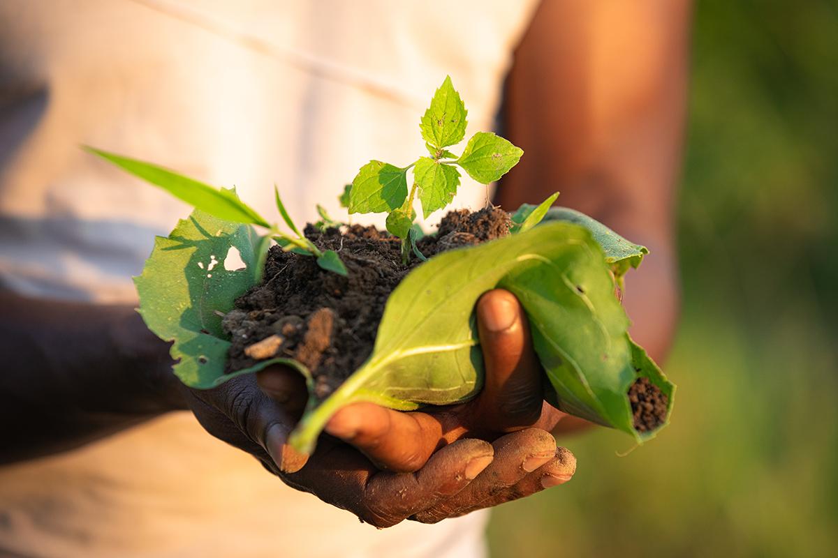 Person holding soil and vegetation