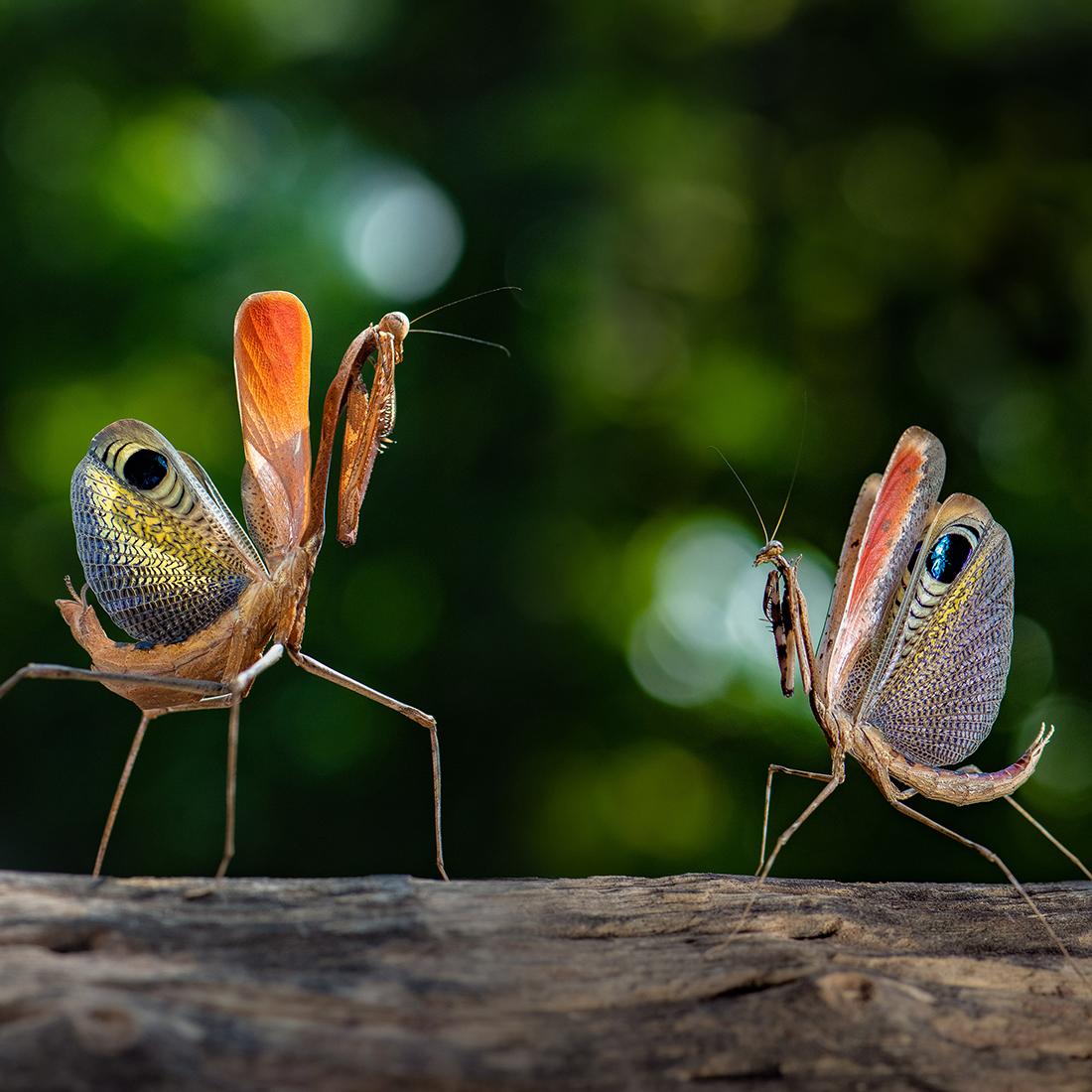 Fight of male and female peacock mantises