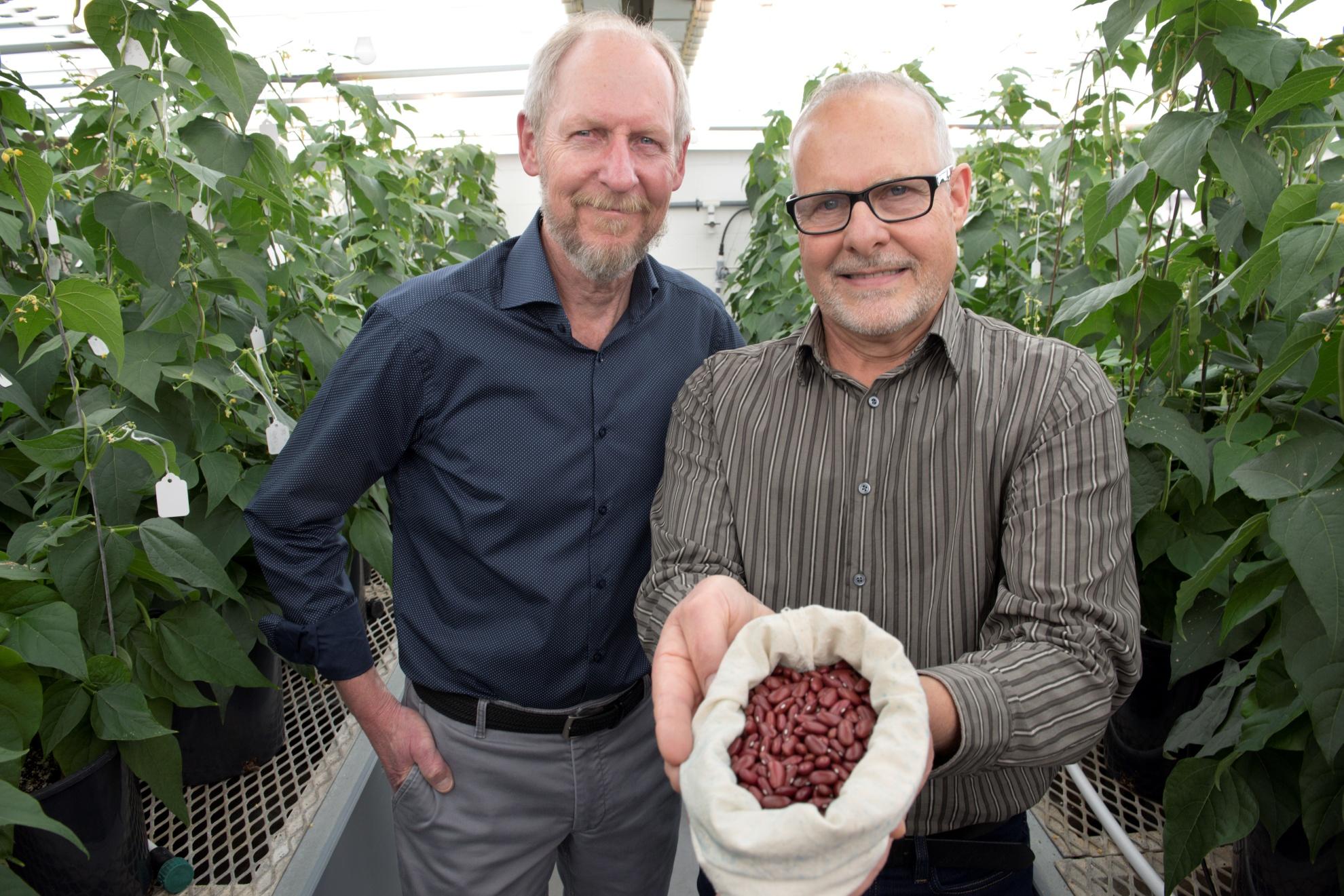 Dr. Peter Pauls and Tom Smith smiling in a greenhouse, one holding a bag of beans, surrounded by lush green plants.