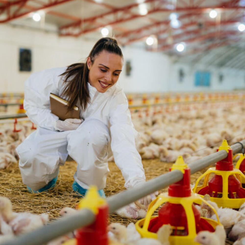 Researcher in white crouching for baby chickens