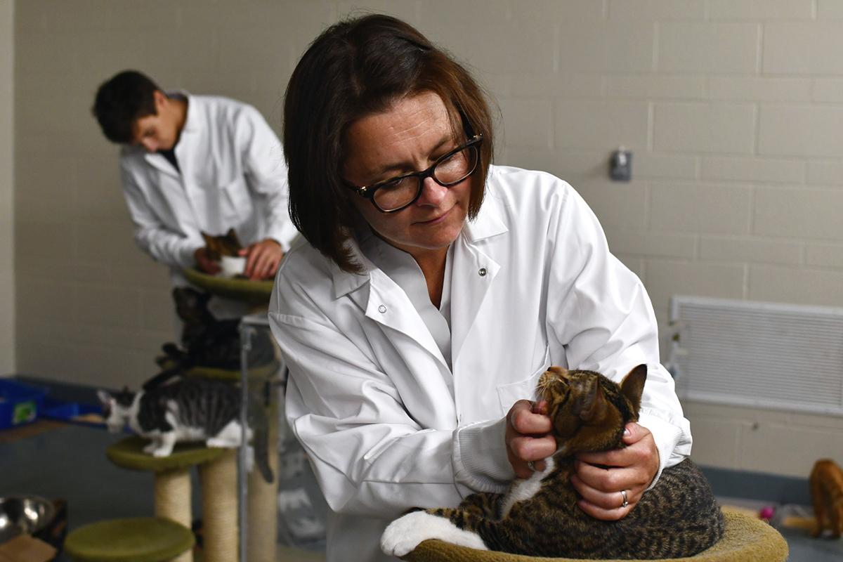 Veterinarians inspecting cats