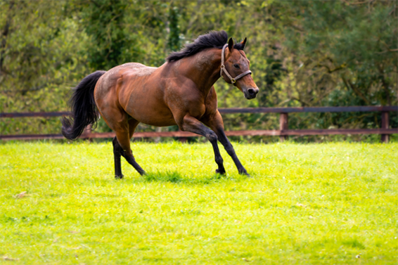 horse in green field 