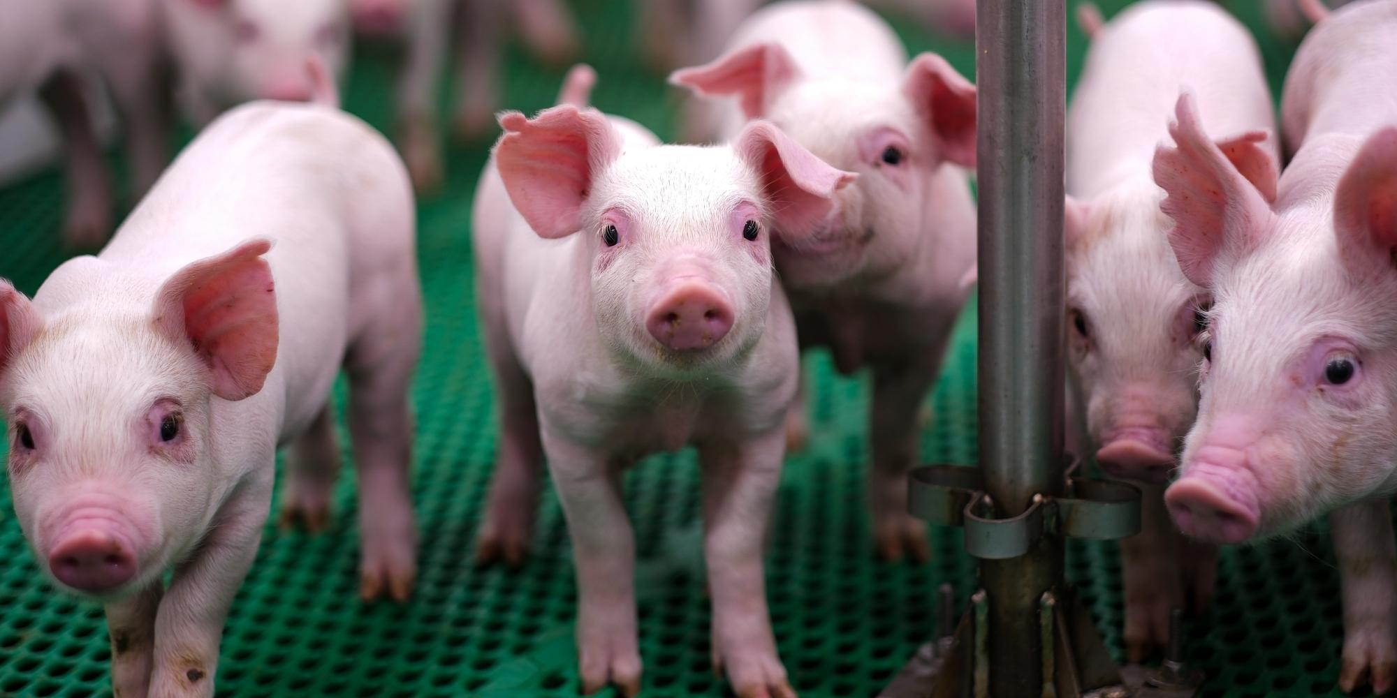 A group of piglets standing at the Ontario Swine Research Centre