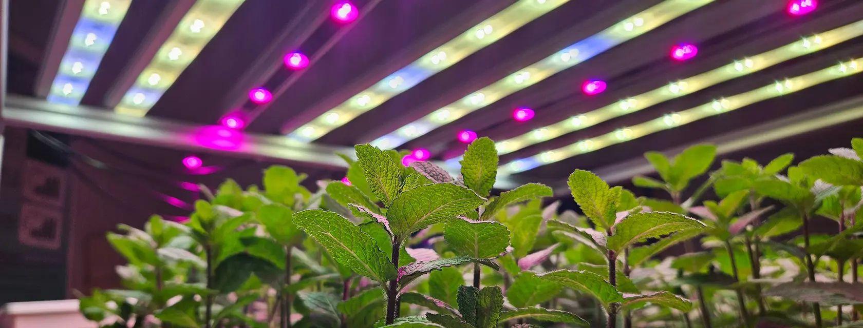 plants