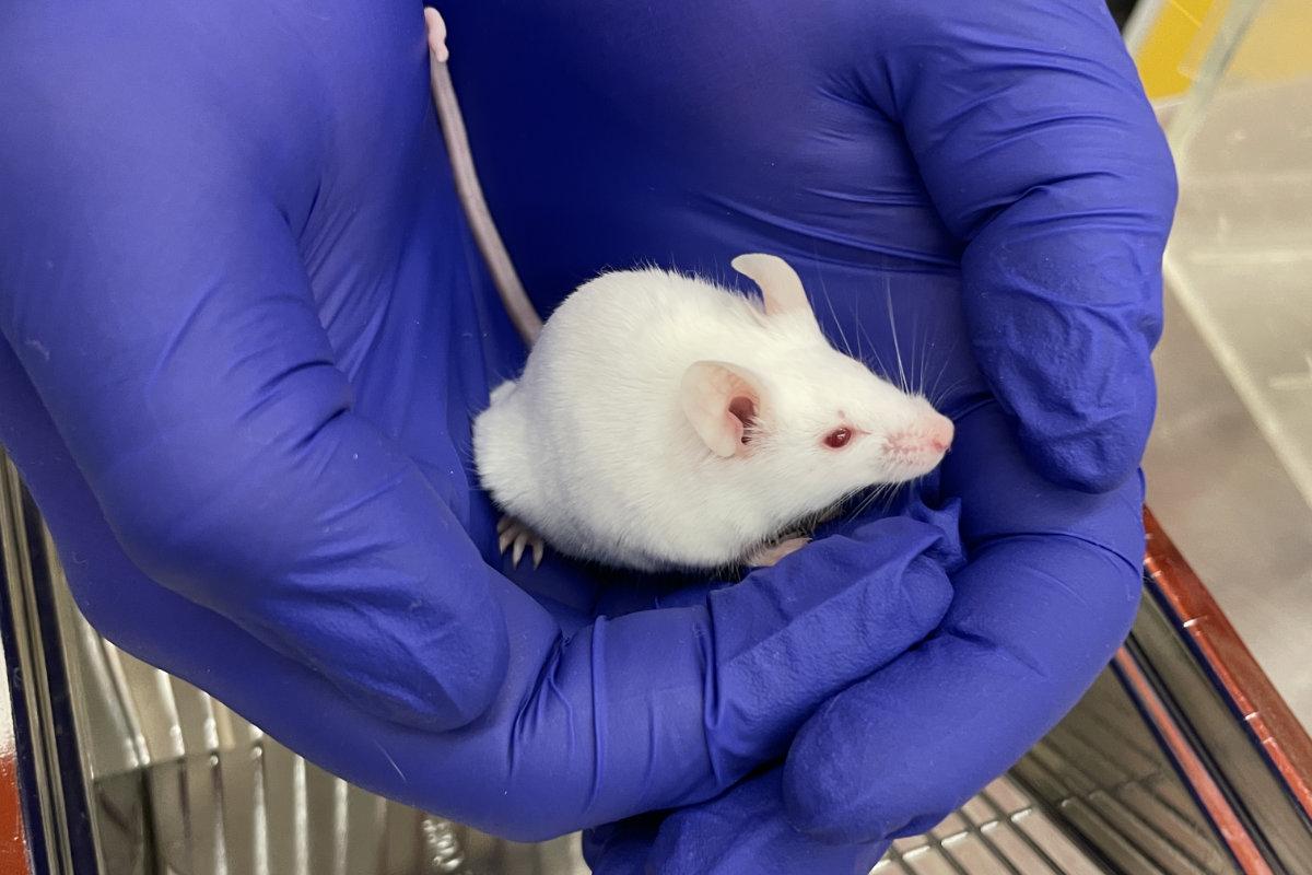 rat being cradled by two gloved hands