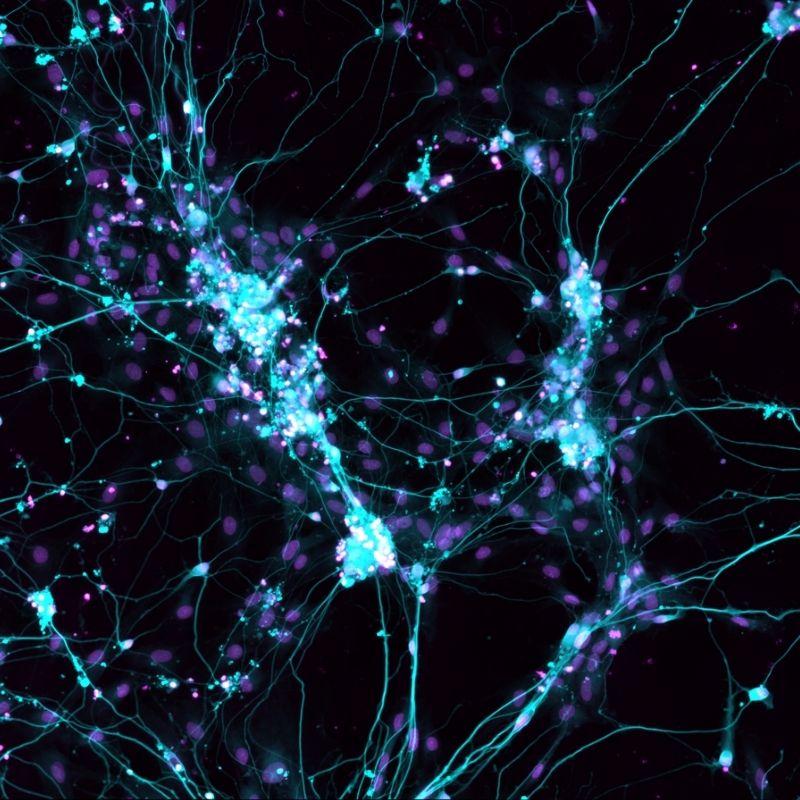 microscopic image