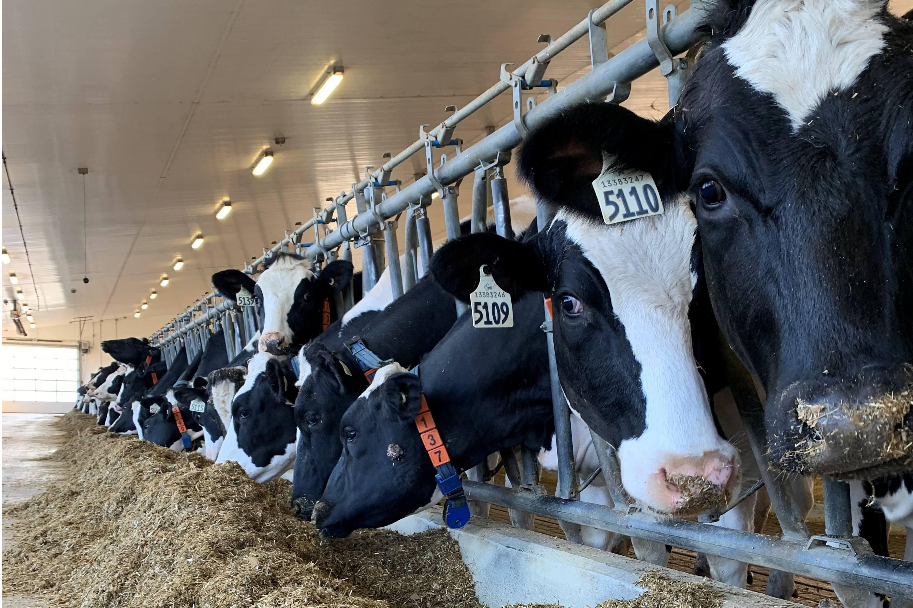 labelled cows eating pasture