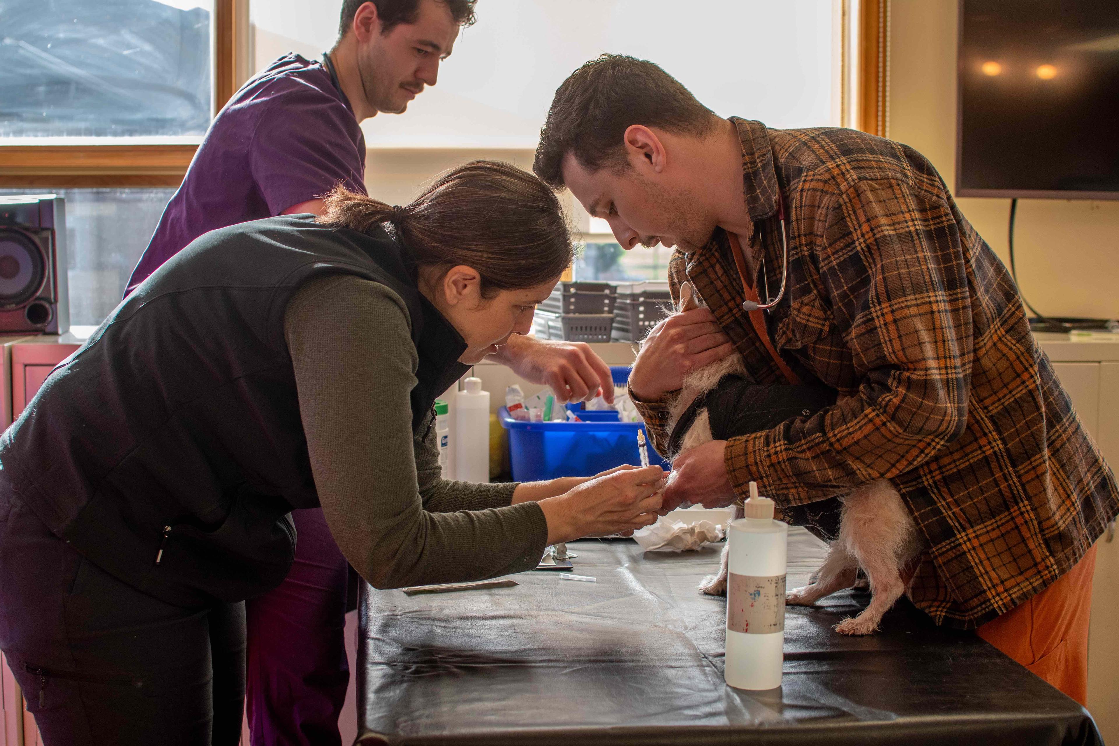 Veterinary team examining small white dog and client