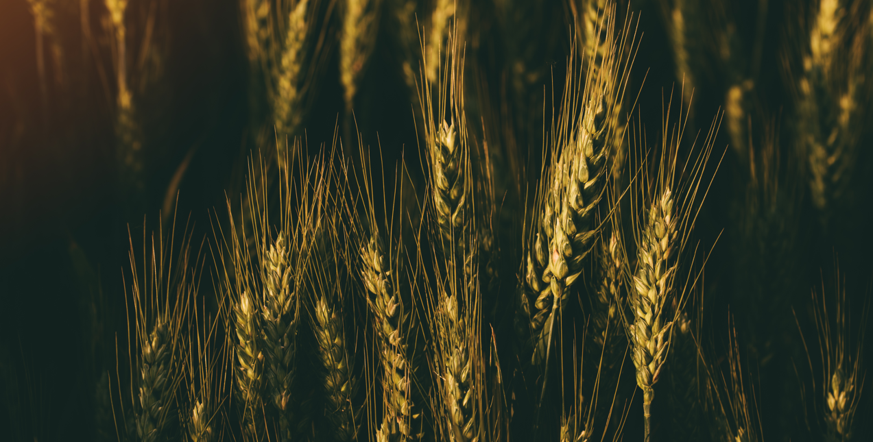 grain photo in a field