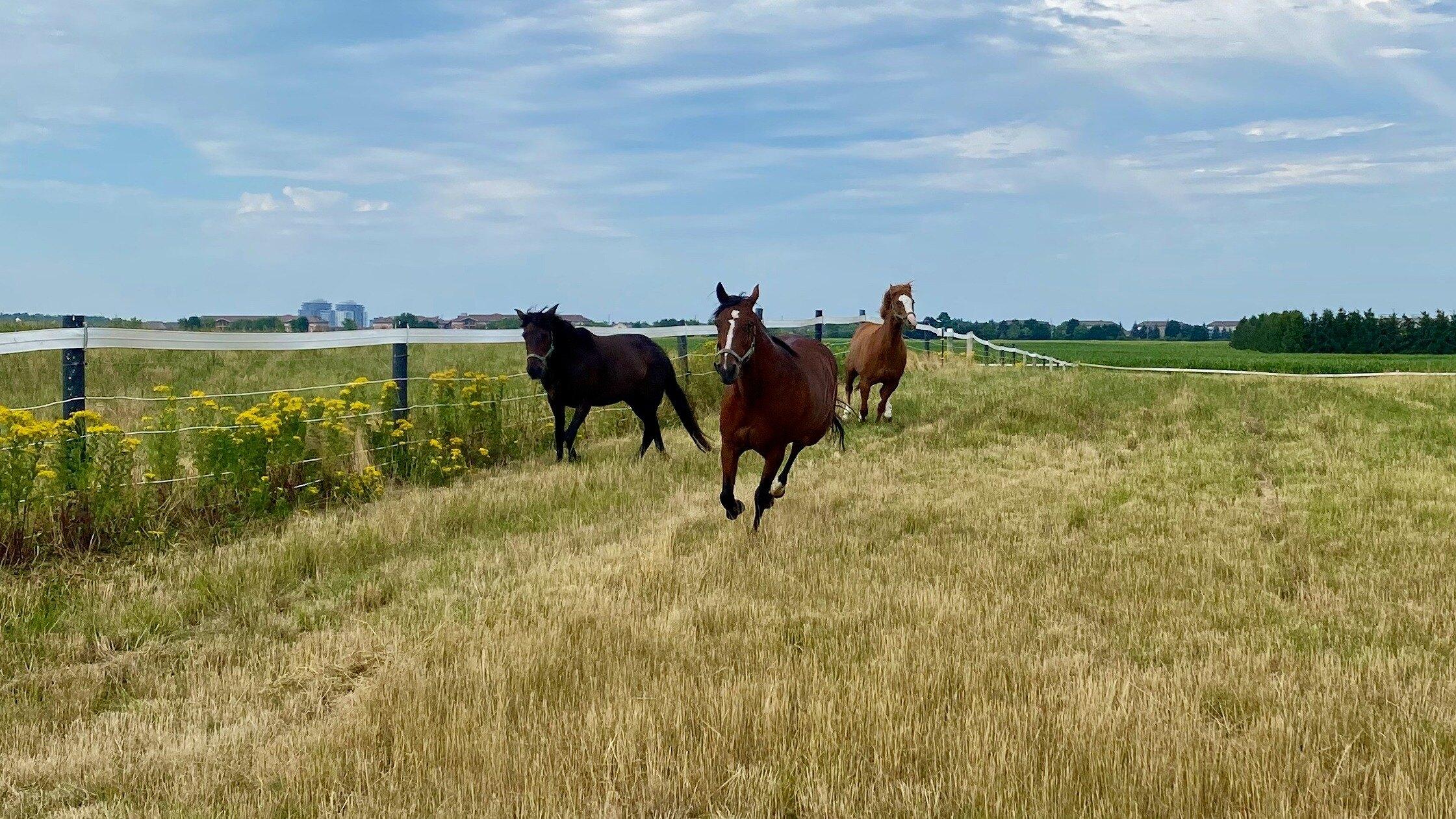 Three horses running around in a field