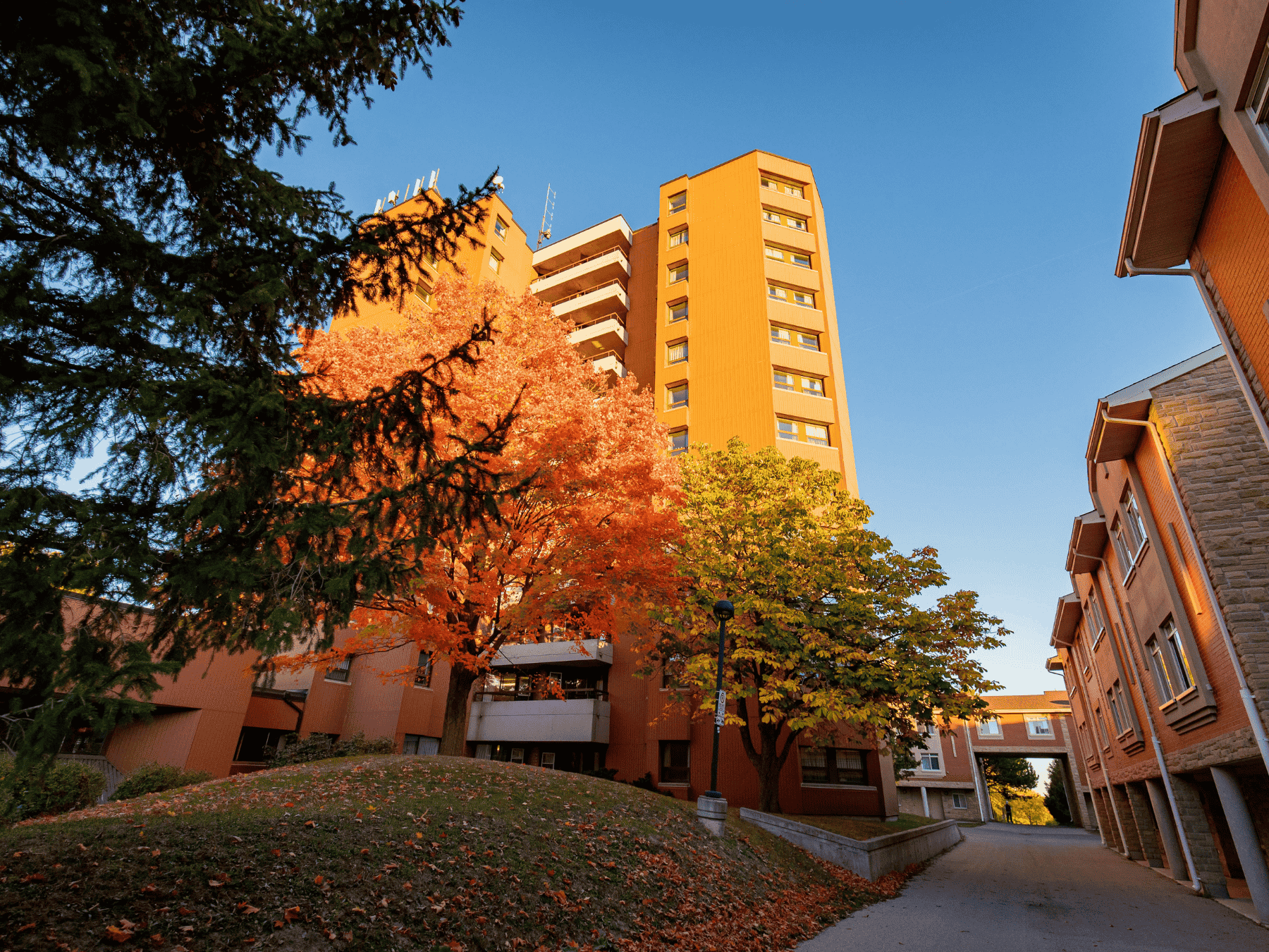 Residence tower and townhomes on either side of a tree lined walkway, the sun is setting
