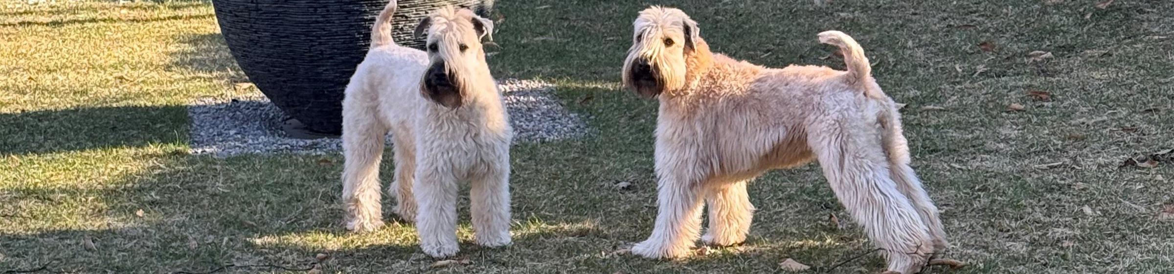 dogs on the grass