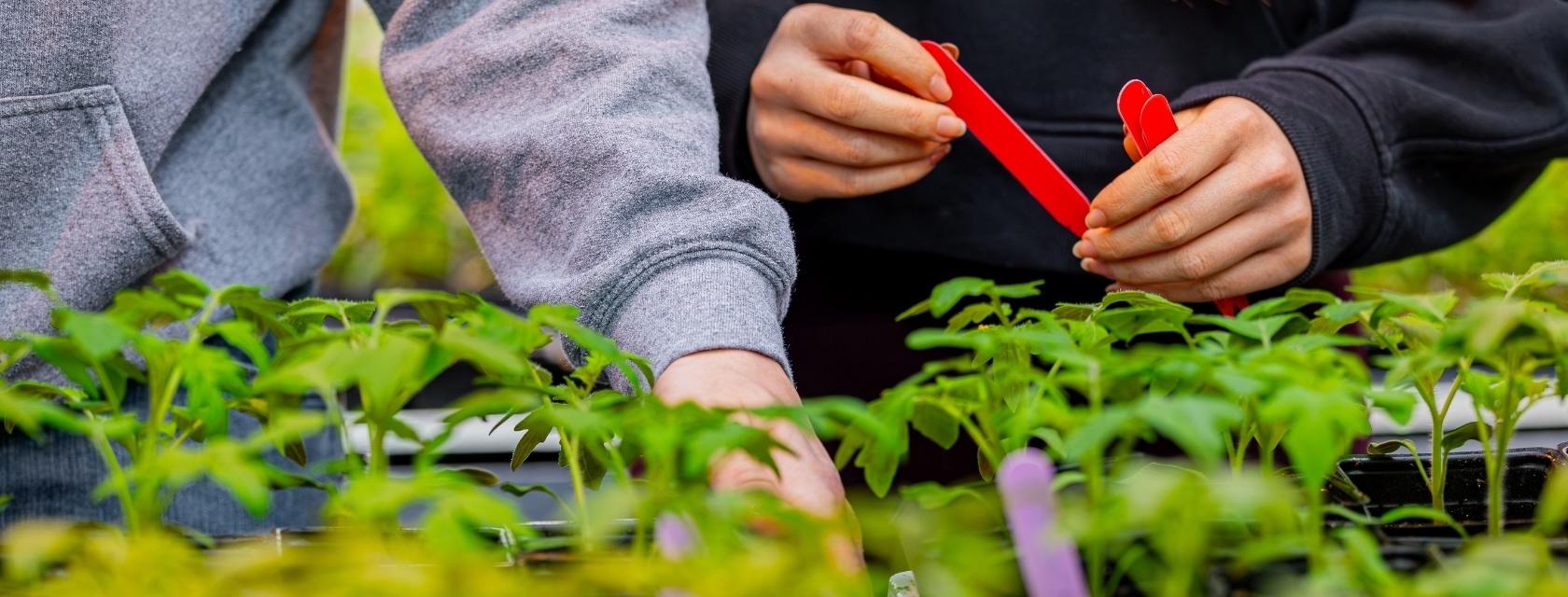 Closeup of plants in a greenhouse