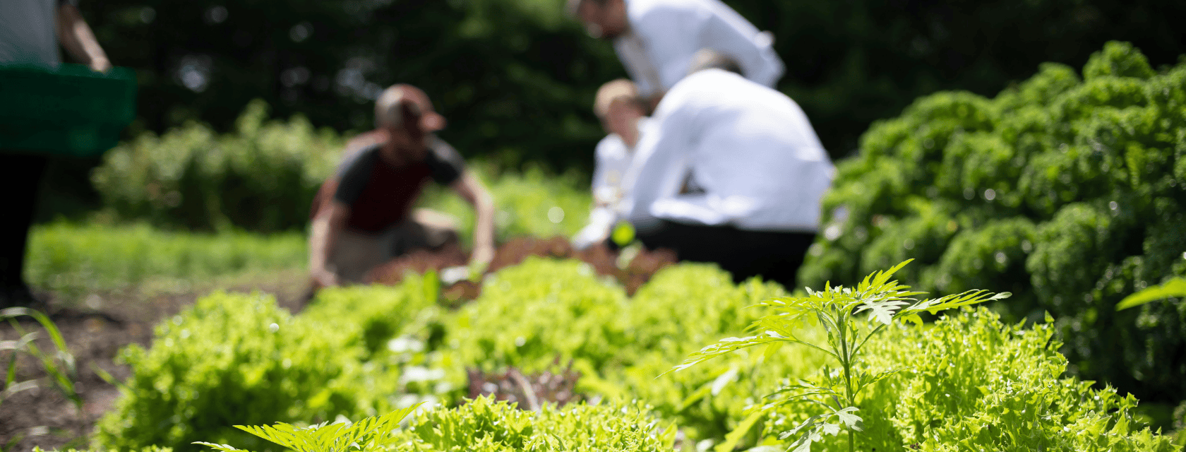 a field of lettuce with chefs in the background