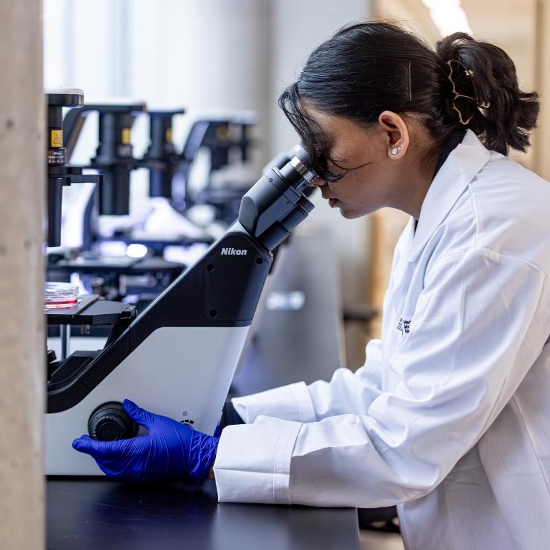 Student examines a cell culture plate with a microscope