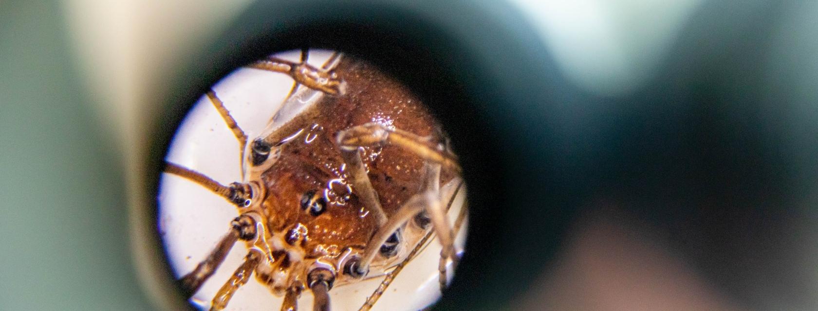 bug through a microscope