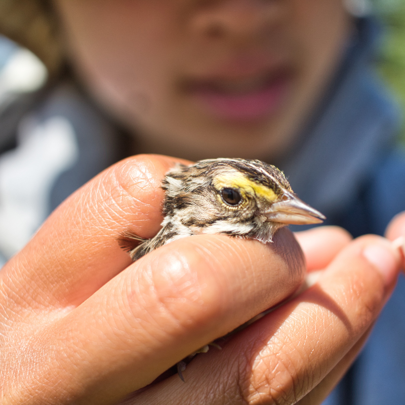 Researcher holding a sparrow
