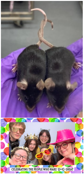 Two cage mice mates tails intertwined together in a purple gloved hand. On the bottom, current members of the Descalzi Lab during a employee appreciation event