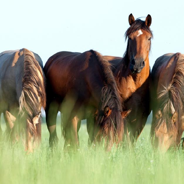 Four horses in a field.