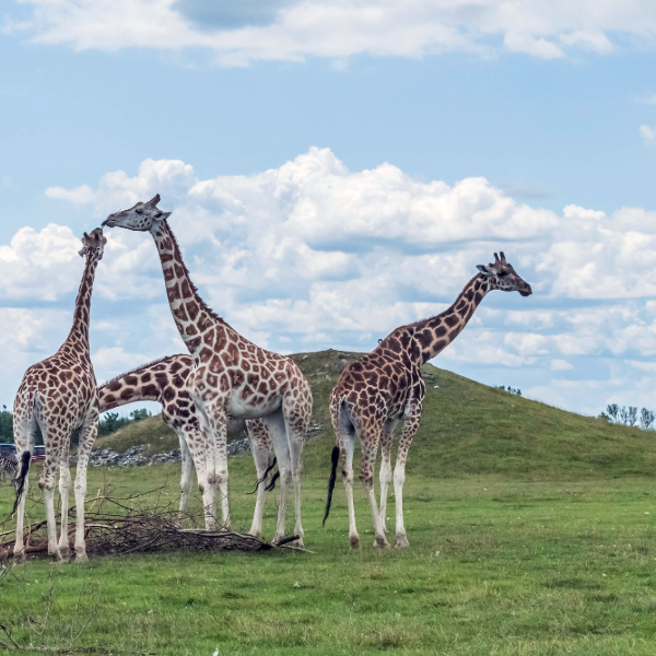 A group of giraffe in a field of green grass.