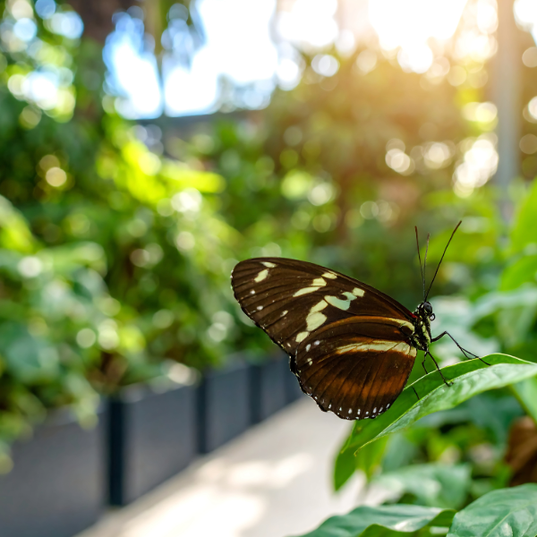 A butterfly sits on a leaf in a green house.
