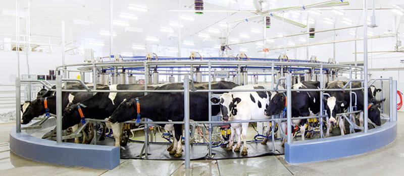 Photo of cows in a dairy carousel at the Ontario Dairy Research Centre